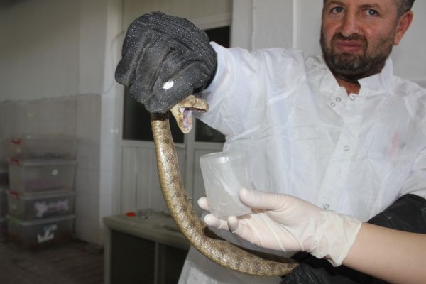 Safkan İngiliz ve Arap atlarıyla panzehir üretiliyor