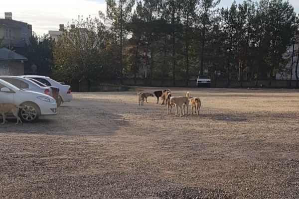Sağlık çalışanlarına, hastalara ve hasta yakınlarına saldırıyorlar