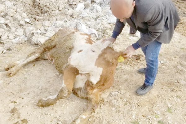 Sağlıksız etlere geçit yok