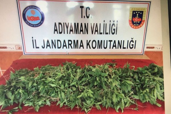 Saksıda kenevir bitkisi ele geçirildi