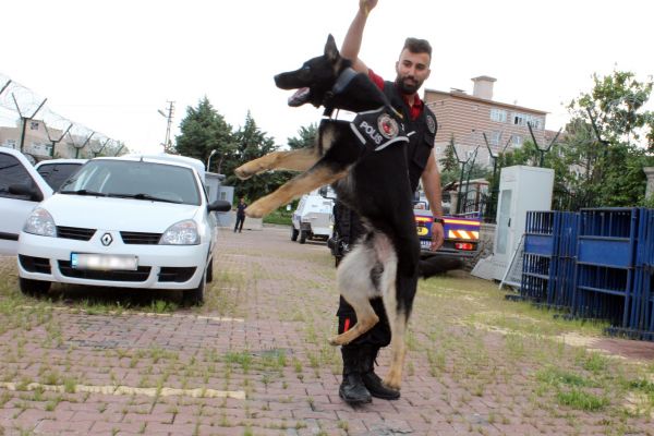Sezar, uyuşturucu tacirlerinin korkulu rüyası oluyor 