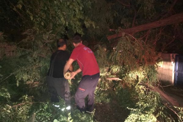 Şiddetli rüzgar ağaçları devirdi