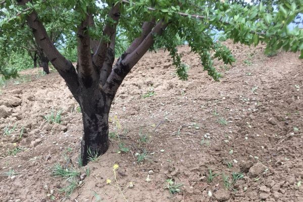 Şiddetli yağmur badem çağlalarına zarar verdi