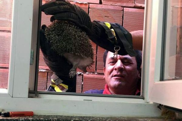 Sıkışan kirpiyi itfaiye kurtardı