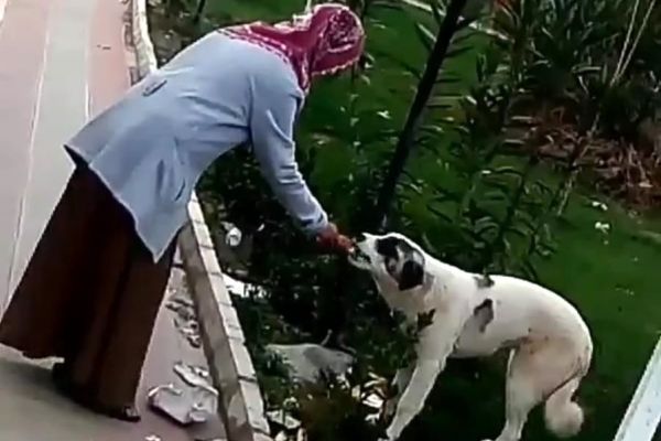 Simidini sokak köpeğiyle paylaştı