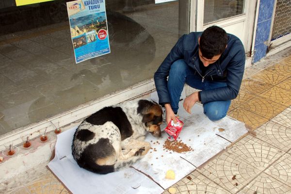 Sokak Hayvanlarına Vatandaşlar Sahip Çıkmaya Çalışıyor