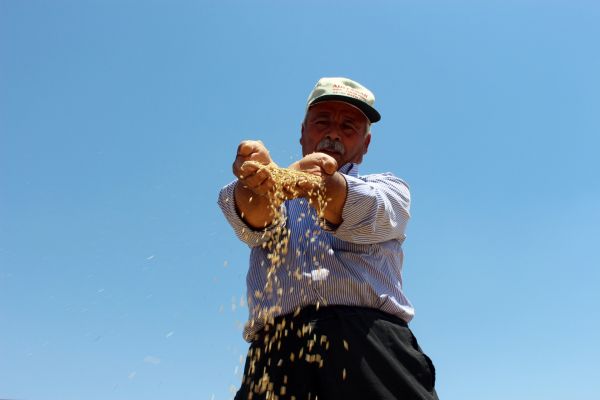 Son 10 yılın en verimli hububat hasadı yaşanıyor