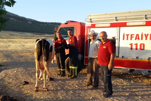 Sulama havuzuna düşen ineği itfaiye kurtardı