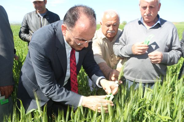 Süne ile biyolojik mücadelede 35 bin 700 faydalı böcek doğaya salındı