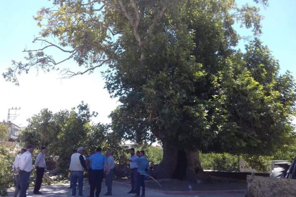 Tescilli anıt ağacın dalı kırıldı