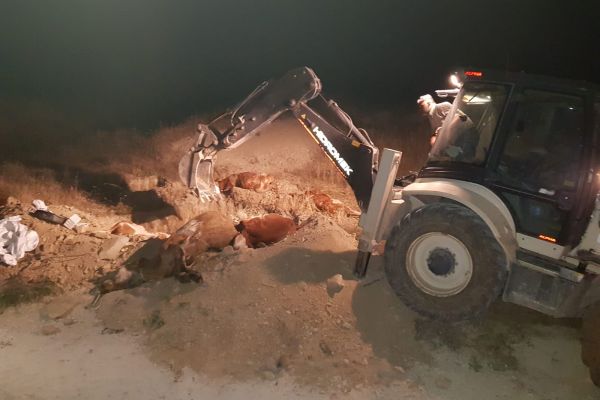 Tilkinin ısırdığı ineğin kuduz testi pozitif çıktı