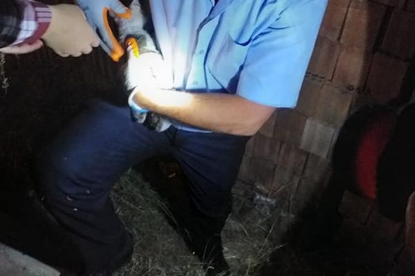 Tuğlalar arasında sıkışan yavru kedi kurtarıldı