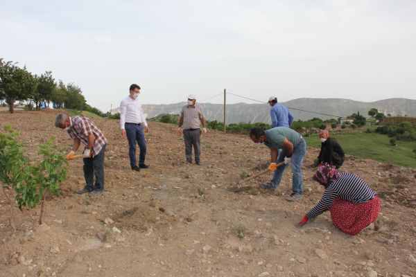 Turistleri Tut’a lavanta kokusu çekecek