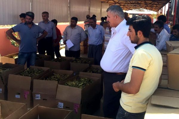 Tütün üreticileri fiyata tepkili