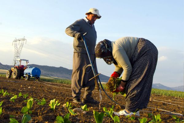 Tütünden Geçimini Sağlayan Çiftçilerin Tek Umudu, Tütün Fiyatlarının Yükselmesi