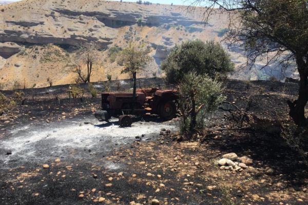 Üzüm ve badem bahçeleri küle döndü