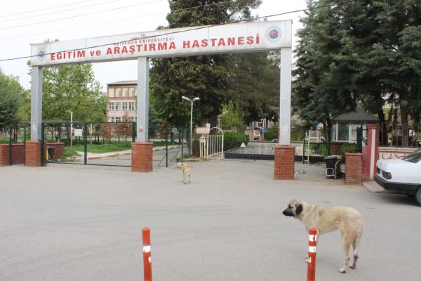 Vatandaşlardan sokak köpeklerine tepki