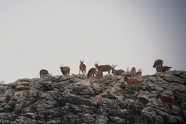 Yaban keçilerinin envanter çalışmaları başladı