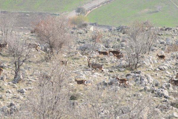 Yaban keçilerinin sayımı tamamlandı