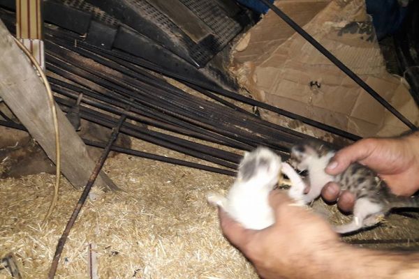 Yangında iki yavru kedi son anda kurtarıldı