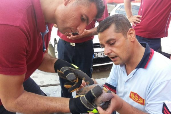 Yaralı güvercin tedavi edilip doğaya bırakıldı