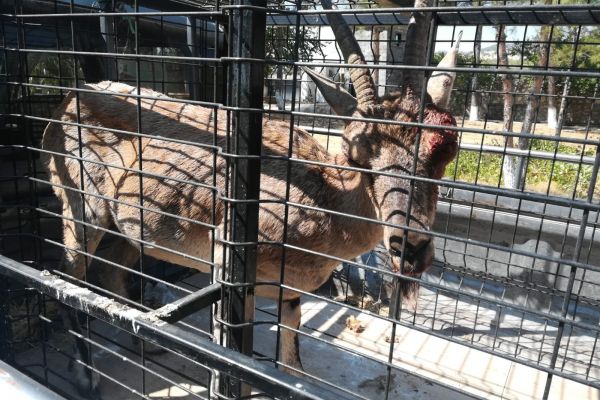 Yaralı keçiyi güvenlik korucuları buldu