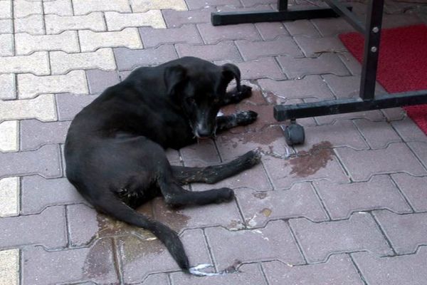 Yaralı Köpeğe Belediye Sahip Çıktı