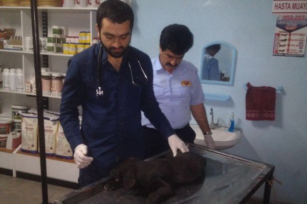 Yaralı Köpek Tedavi Altına Alındı