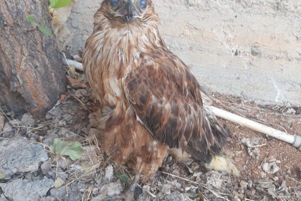 Yaralı şahin tedavi altına alındı