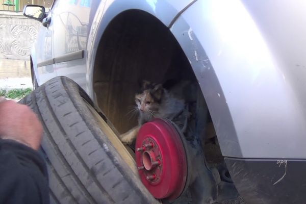 Yaramaz kedi itfaiye erlerine zor anlar yaşattı