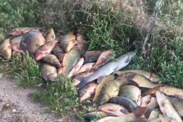 Yasağa rağmen balık avlayan şahıslar jandarmadan kaçamıyor