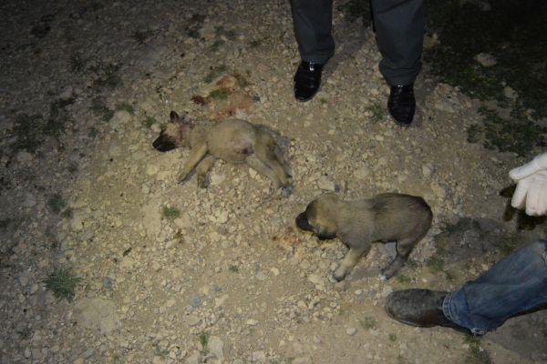 Yavru köpekler vahşice katledildi 