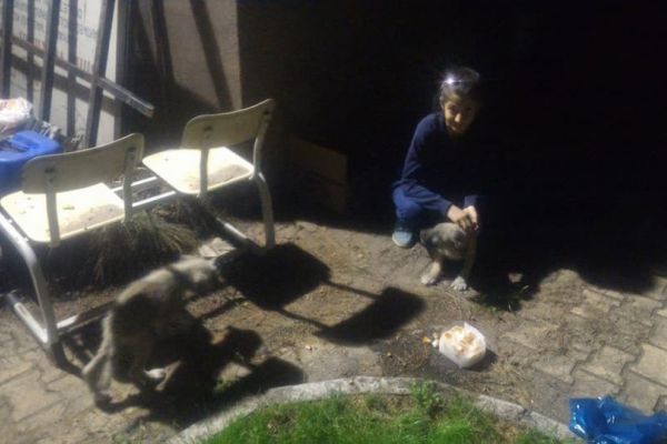 Yavru köpekleri itfaiye müdürlüğüne bıraktı