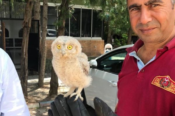 Yuvadan düşen puhu kuşu yuvasına bırakıldı