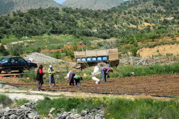 Yüz binlerce kişinin geçim kaynağı dikilmeye başlanıldı