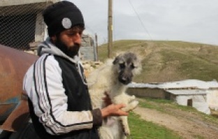 Beş ayaklı engelli köpek yürüyemiyor