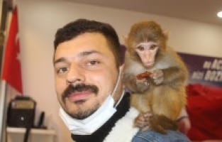 Bu maymun acı çiğköfte seviyor
