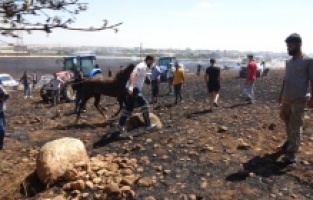 Yangında hayvanlar yaralandı, insanlar zehirlendi