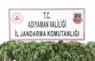 Adıyaman’da kenevir bitkisi ele geçirildi