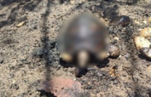 Ağaçlık alanda çıkan yangında hayvanlar telef oldu