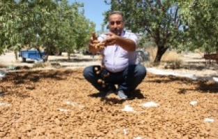 ‘Badem diyarında’ doğal afetlere rağmen rekolte sevinci