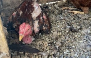 Kuluçkaya yatan horoz sahibini şaşırttı