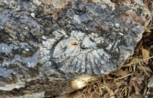 Kaya parçasında en az 65 milyon yıllık deniz canlısı bulundu