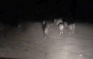 Gördükleri domuz sürüsünü araçla kovaladılar