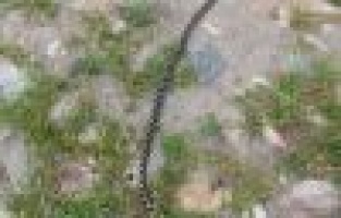 2 metre uzunluğundaki yılan itfaiyecilere zor anlar yaşattı