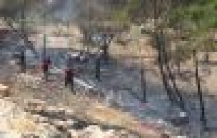 300’e yakın ağaç küle döndü