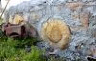 65 milyon yıllık dev fosil duvardan söküldü