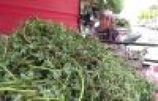 79 yaşındaki Fatma Teyze gençlere taş çıkartıyor