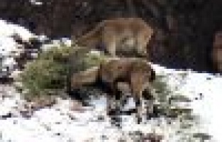 Aç kalan dağ keçileri yonca ile beslendi