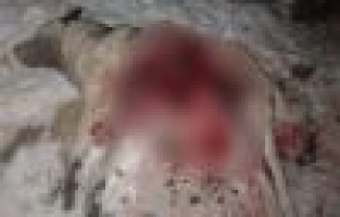 Aç kurt sürüsü köpeği parçaladı